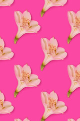 Repetitive pattern made of white alstroemeria flowers on a magenta background.