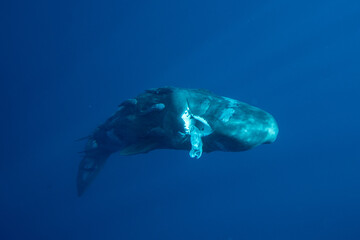 sperm whale eating a plastic bag in the ocean