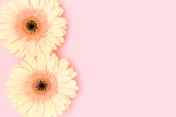 Foto op Plexiglas Beige gerbera flowers on a pink background. Minimal concept. © rorygezfresh