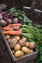 Autumn harvest of organic vegetables in wooden box on soil in garden. Freshly harvested carrot, beetroot and potato. Bio and eco farming cultivation