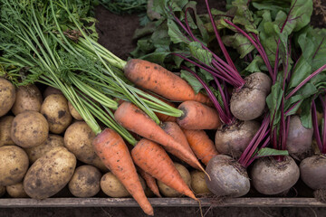 Freshly harvested carrot, beetroot and potato. Autumn harvest of organic vegetables on soil in garden, field close up. Bio and eco farming cultivation
