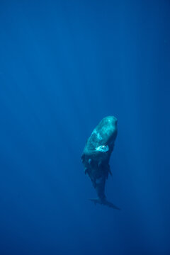 sperm whale eating a plastic bag in the ocean