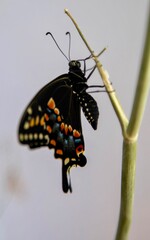 Black Swallowtail butterfly on stem with gray background