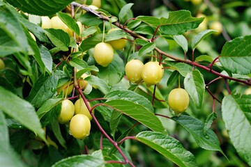 ripe yellow plums on tree