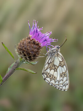 Marbled white butterfly aka Melanargia galathea on purple knapweed flower aka centaurea plant