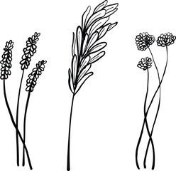 Hand drawn vector botanical illustration 
