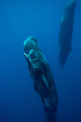 sperm whale eating a plastic bag in the ocean