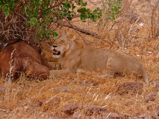 A lioness eats her prey.