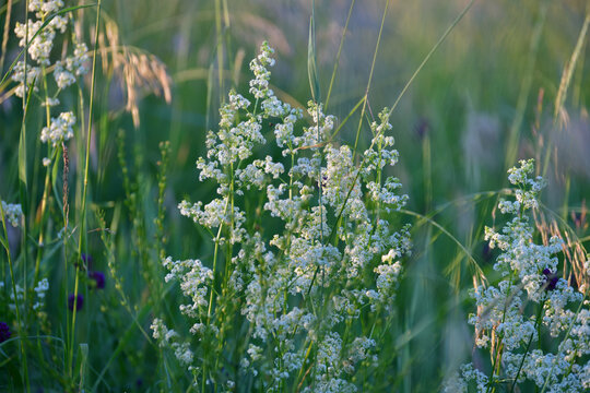 Galium boreale - meadow plant in Russia