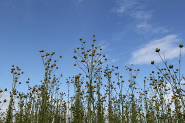 low angle view at a few ripe flax plants with beautiful rond seeds closeup and a deep blue sky in the background