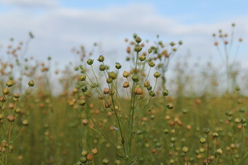 beautiful flax plants with round seeds closeup  and a blue sky with clouds in the background