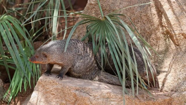 Banded mongooses looking for food on rock stones in the wild. Slow motion 4K
