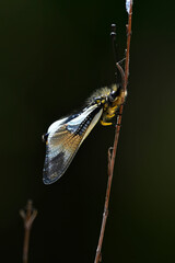 Owlfly // Weißer Schmetterlingshaft (Libelloides lacteus) - Evros Delta, Greece