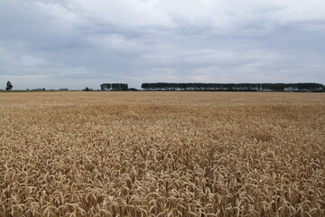 a large grain field and a row of trees and white cloudy sky in the background