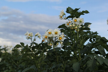 blooming potato plants in a field closeup and a blue sky in the background