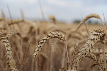 a ripe curved ear of wheat closeup in the fields in summer
