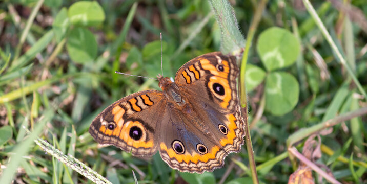 Photograph of a beautiful butterfly resting.	