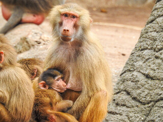 Fototapeta premium mother and baby baboon