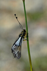 Owlfly // Weißer Schmetterlingshaft (Libelloides lacteus) - Evros Delta, Greece