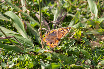 Photograph of a beautiful butterfly resting.	