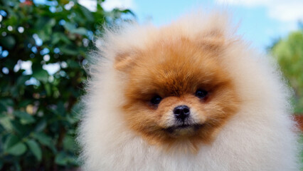 Young red Pomeranian spitz puppy on a walk in the garden