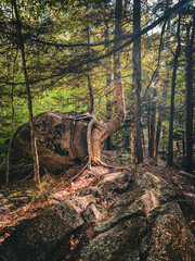 Tree growing next to rock, Flume Gorge, New Hampshire, USA.