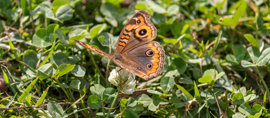 Photograph of a beautiful butterfly resting.