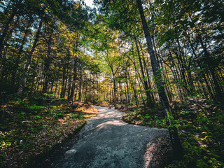 Trees on trail at Flume Gorge, New Hampshire, USA.
