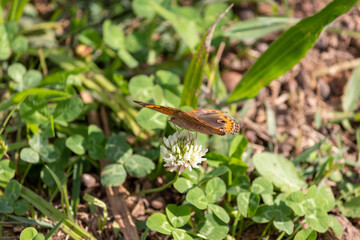 Photograph of a beautiful butterfly resting.	