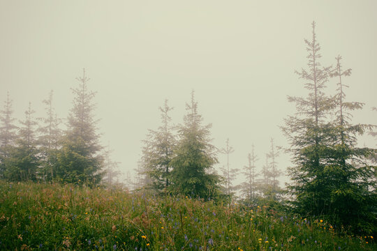 young spruce trees in the fog on the top of the mountain, hiking, hiking,. High quality photo
