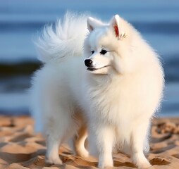 Fototapeta na wymiar white pomeranian dog