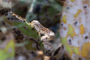 Sonoran gopher snake, Pituophis catenifer affinis, climbing through a patch of prickly pear cactus, hunting for a meal. Focused on the snakes head and tongue. Pima County, Tucson, Arizona, USA.