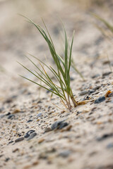 grass on the sand
