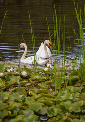 white swan in the pond