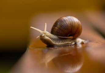 snail on a wet table