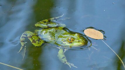 Water frog in a small pond