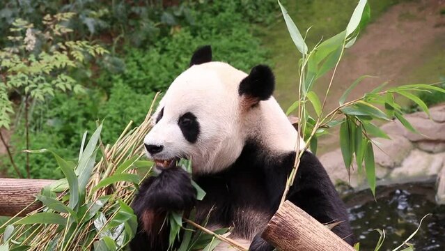 Close up Giant Panda in South Kore , Le Bao