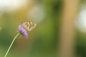 una farfalla melitaea phoebe su un fiore di scabiosa