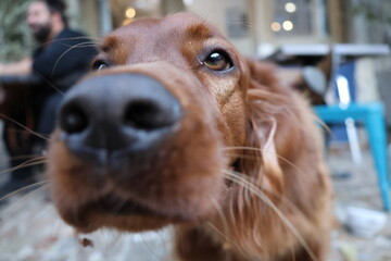 brown irish setter eye close up