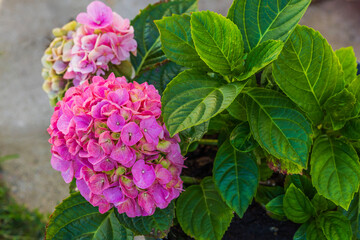 Close up view of  pink hydrangea flowers blooming in garden. 