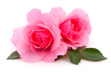 Beautiful pink roses.