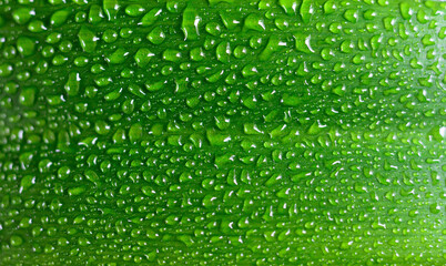 Water drops on fresh green leaf.