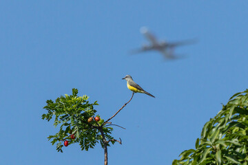 The Tropical Kingbird also known as Suiriri perched on the branches of a  Purple mombin. Species Tyrannus melancholicus. Animal world. Birdwatching.Plane cross the sky.