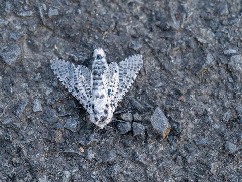 Leopard Moth aka Zeuzera pyrina, a black and white moth found in the UK.