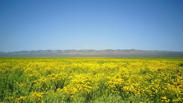 Aerial view of the beautiful yellow goldifelds blossom with Soda Lake