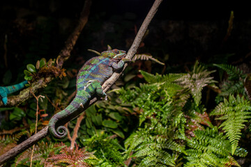 chameleon on a tree