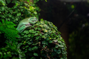 frog on a tree