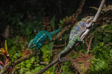 chameleons on the tree