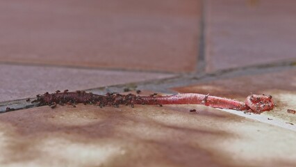 Swarm of Ants Eating Prey Dead Body of Earthworm Carcass