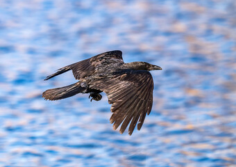 An American Crow glides through the air against a lake, viewed at close range.